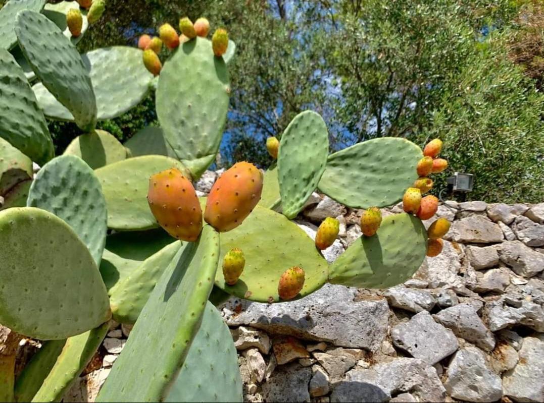 Trullo Dimora Di Pietra Gallipoli Baia Di Gallipoli Luaran gambar